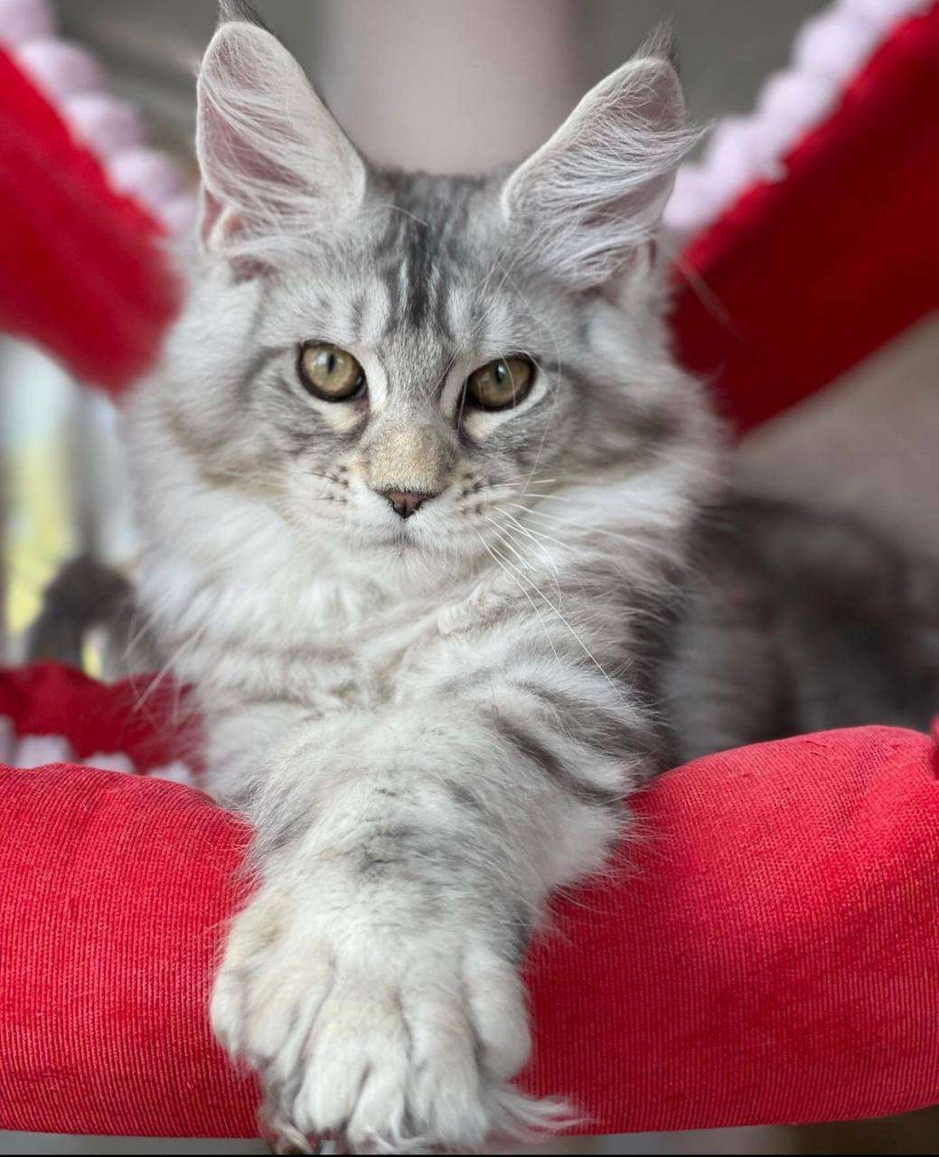 Maine coon kittens