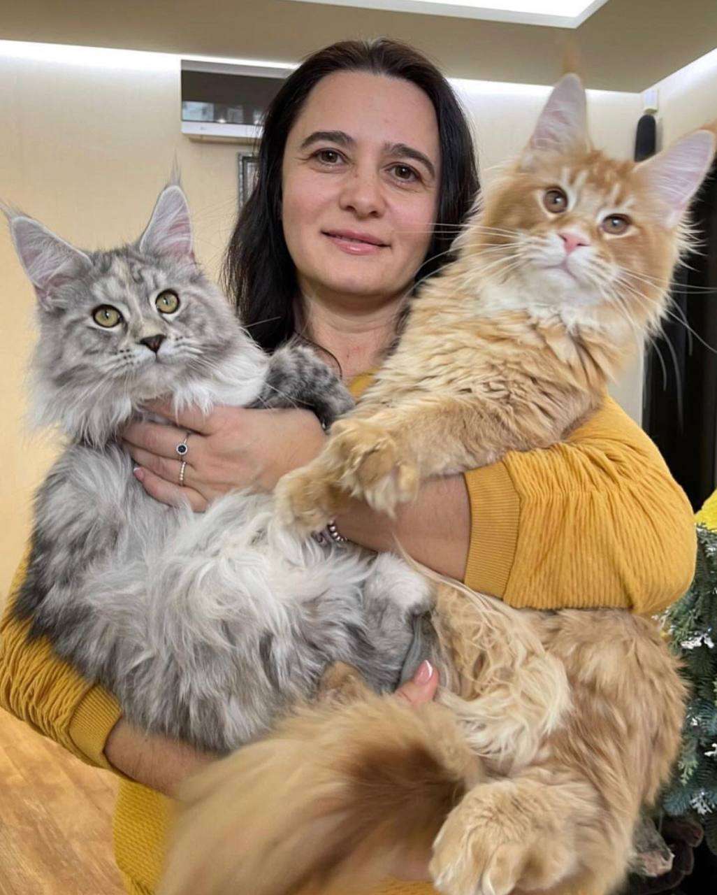 Maine coon kittens