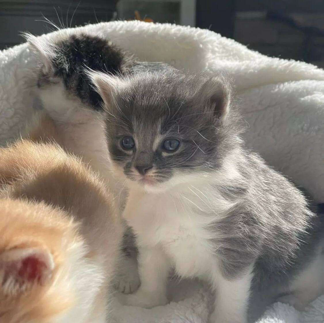 British Shorthair kittens