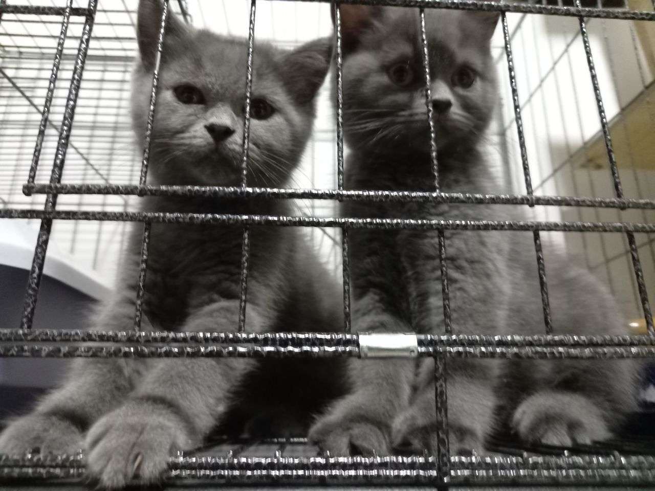 British Shorthair kittens