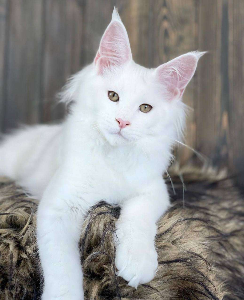 Maine Coon kittens