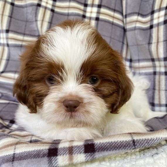 shih Tzu puppies